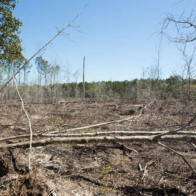 thumbnail for publication: What if prescribed fire is not an option? An overview of alternative vegetation and fuel management treatments